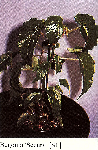 B. ‘Secura’